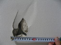 ���q�l�̐�